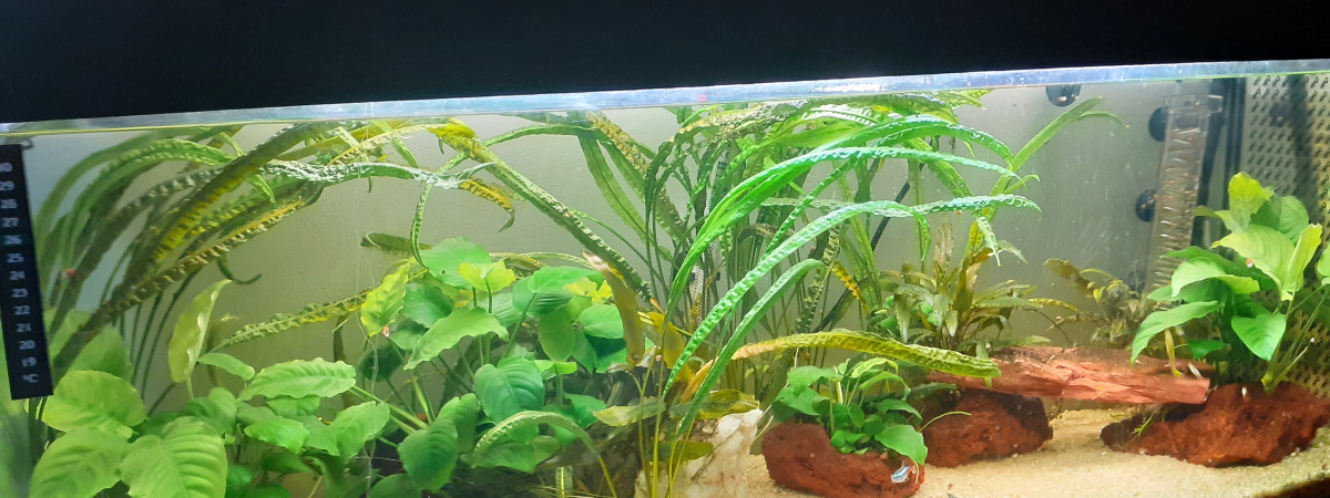 aquarium bac amazonien