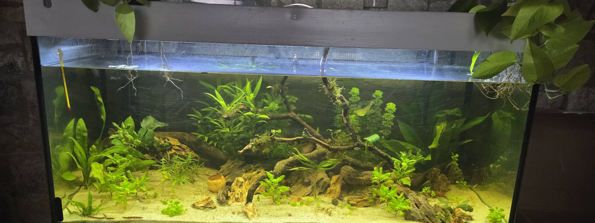 aquarium Bac Asiatique 300L