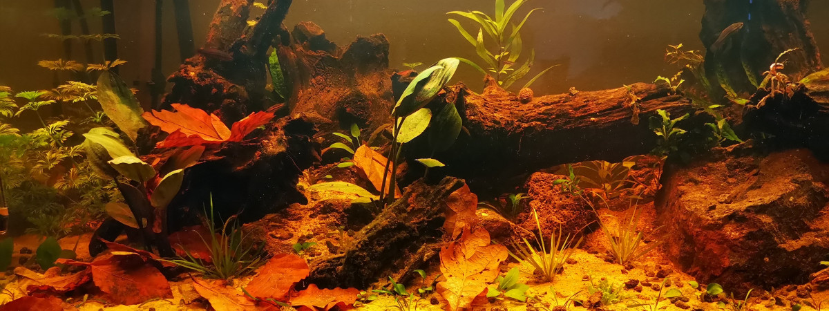 aquarium Betta mahachaensis