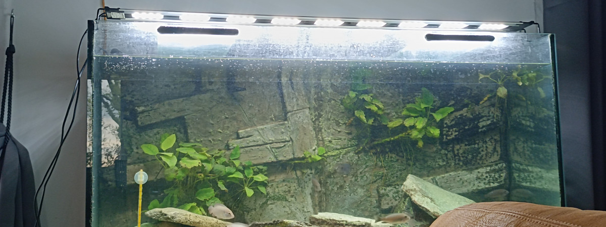aquarium Le savoyard