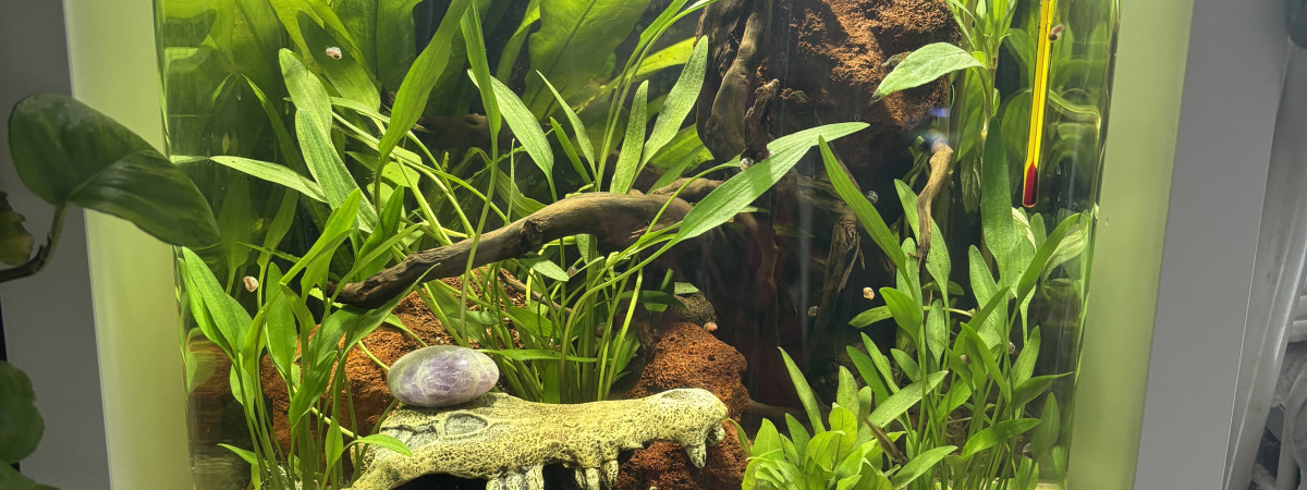 aquarium Nano cube AMTRA 30 Moumoune betta rosetail halfmoon dumbo lavender