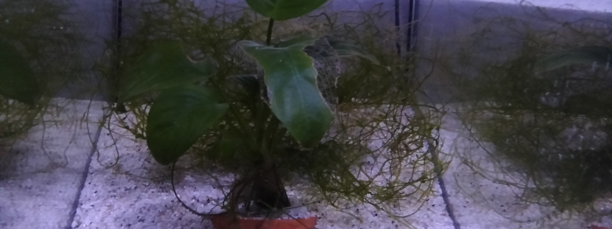 aquarium 321 01 Couple Fundulopanchax gardneri Nsukka 93-20