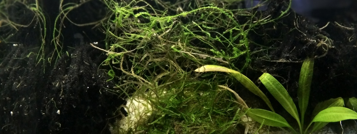 aquarium 234 01 Couple Reproducteur Fundulopanchax scheeli