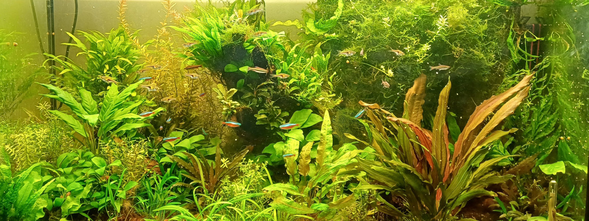 aquarium Communautaire