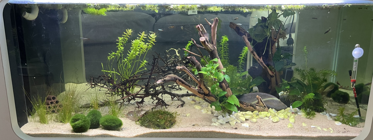 aquarium Aquatable Asie