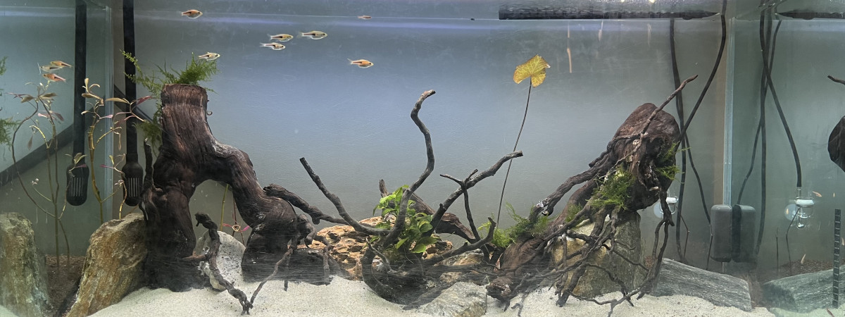 aquarium Scape asiatique