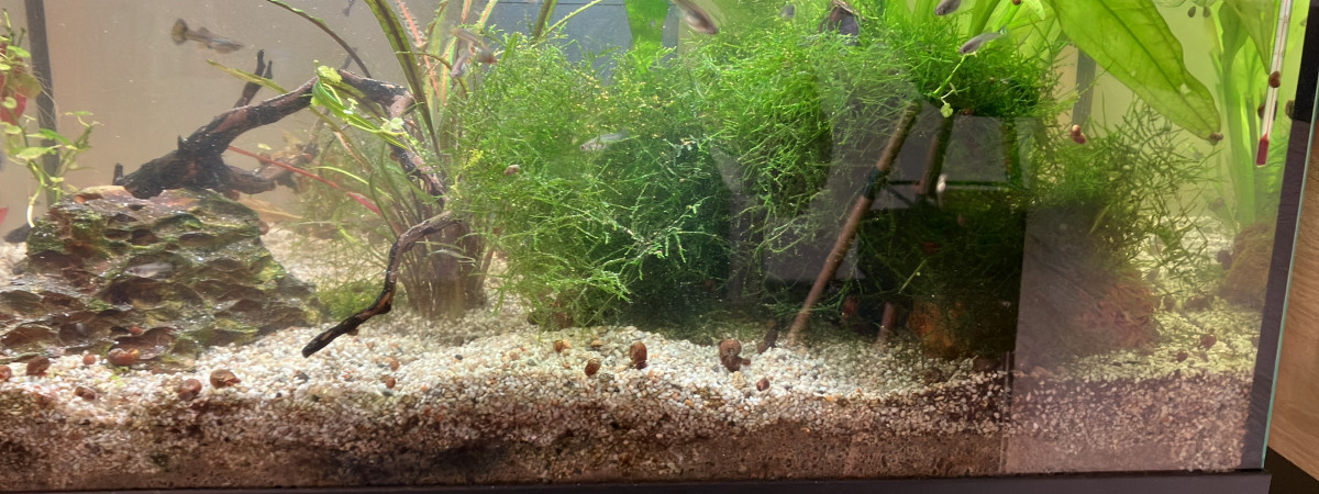 aquarium Aquarium amazonien eau chaude