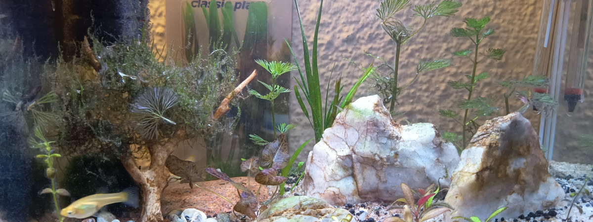 aquarium nano 19l betta