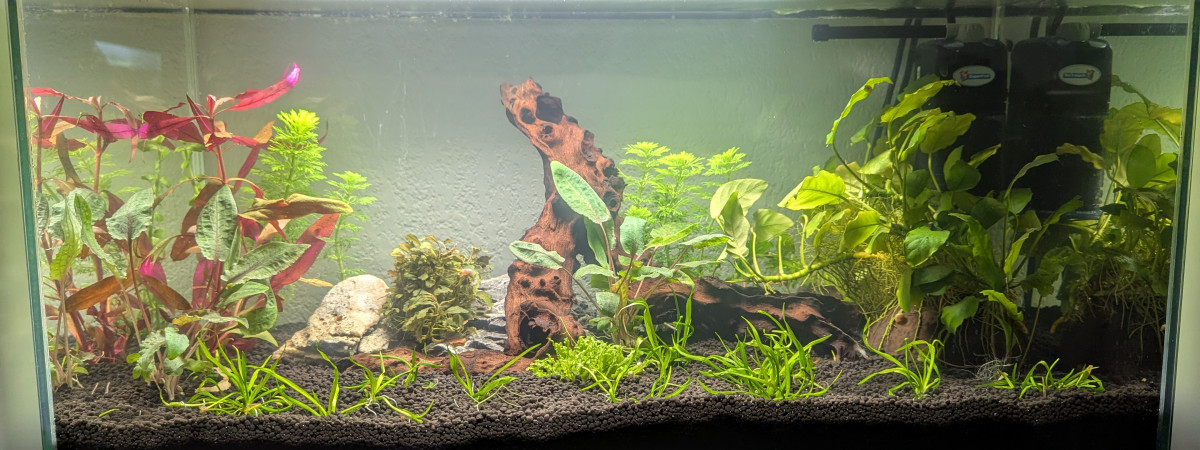 aquarium First