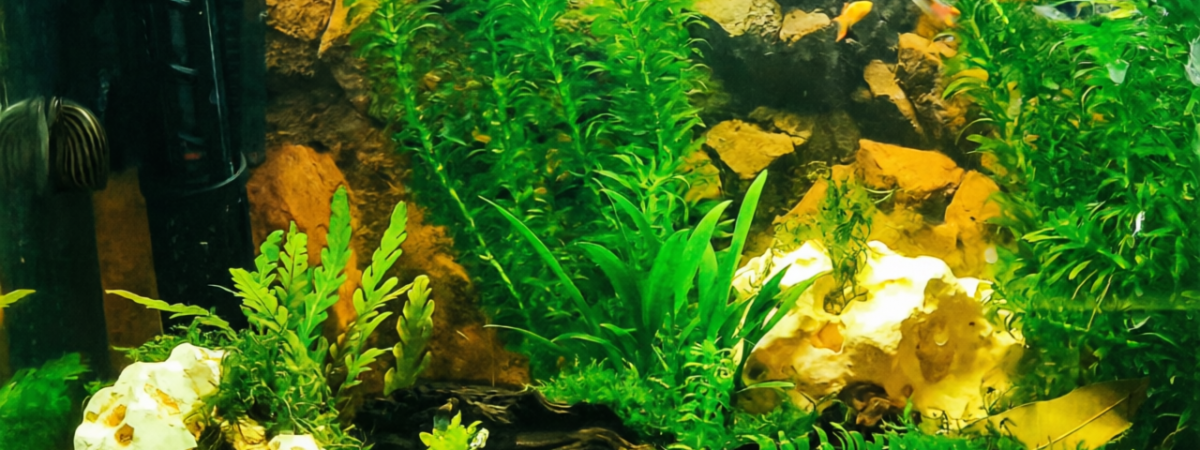 aquarium Endler_crevettes
