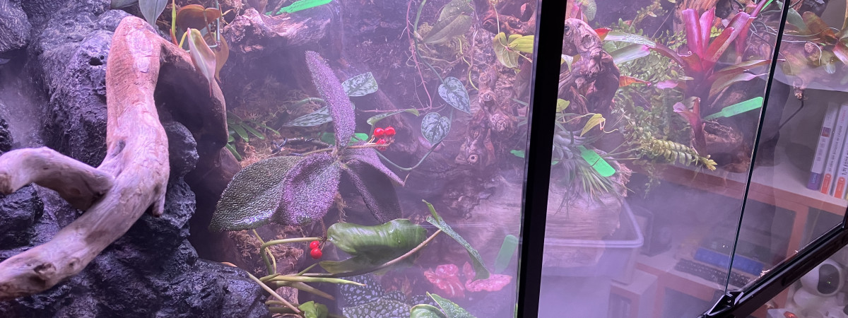 aquarium Paludarium tropical