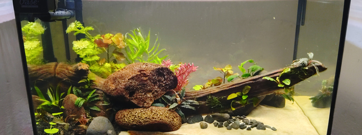 aquarium 60l Wildscape Ardèche