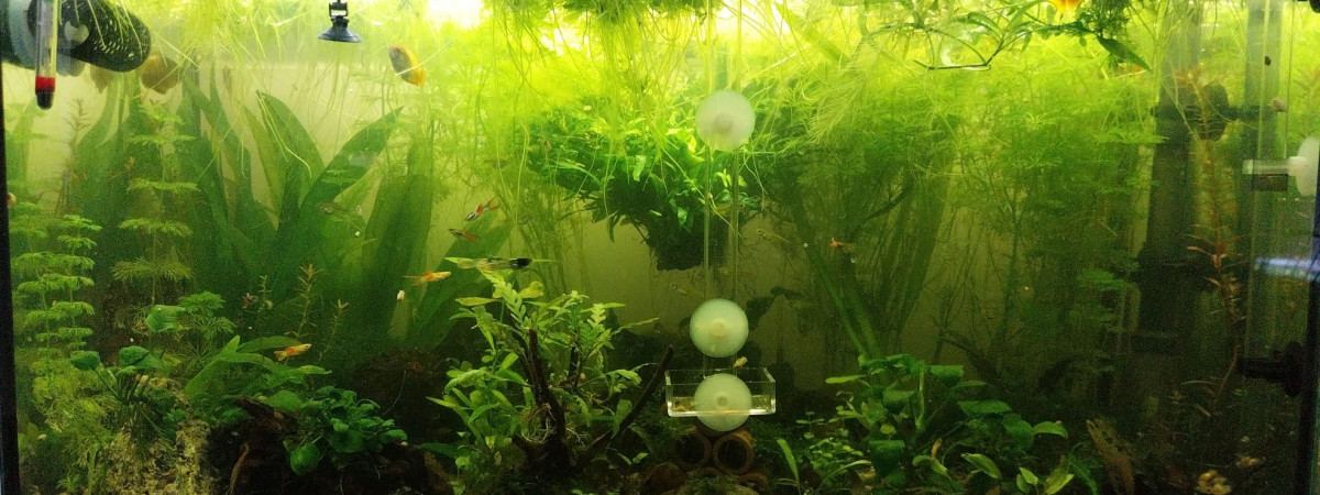 aquarium 134L population Asie