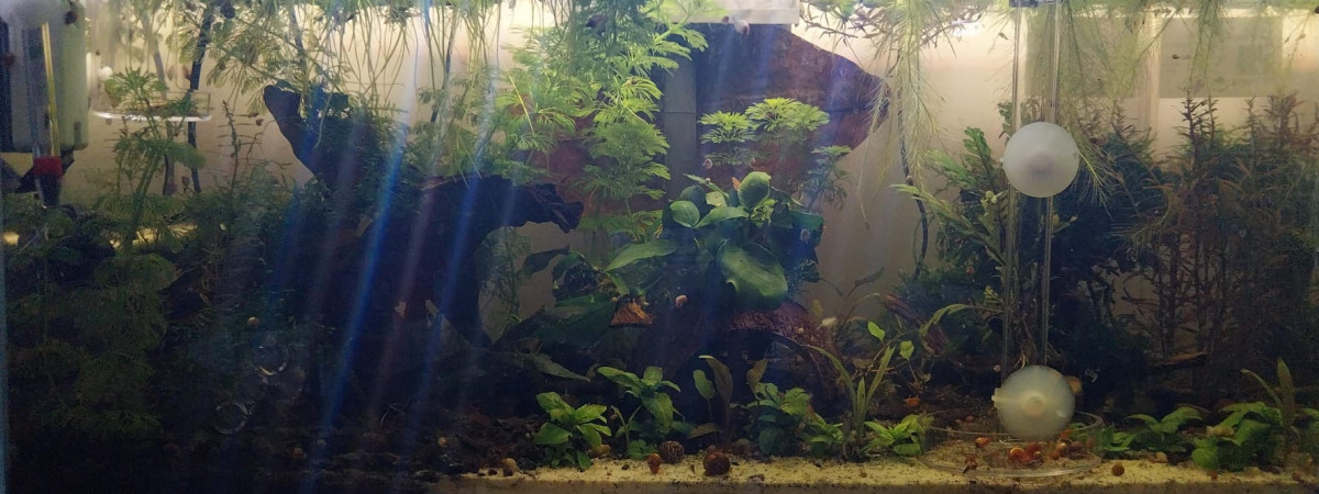 aquarium 48L Australo Guinéen