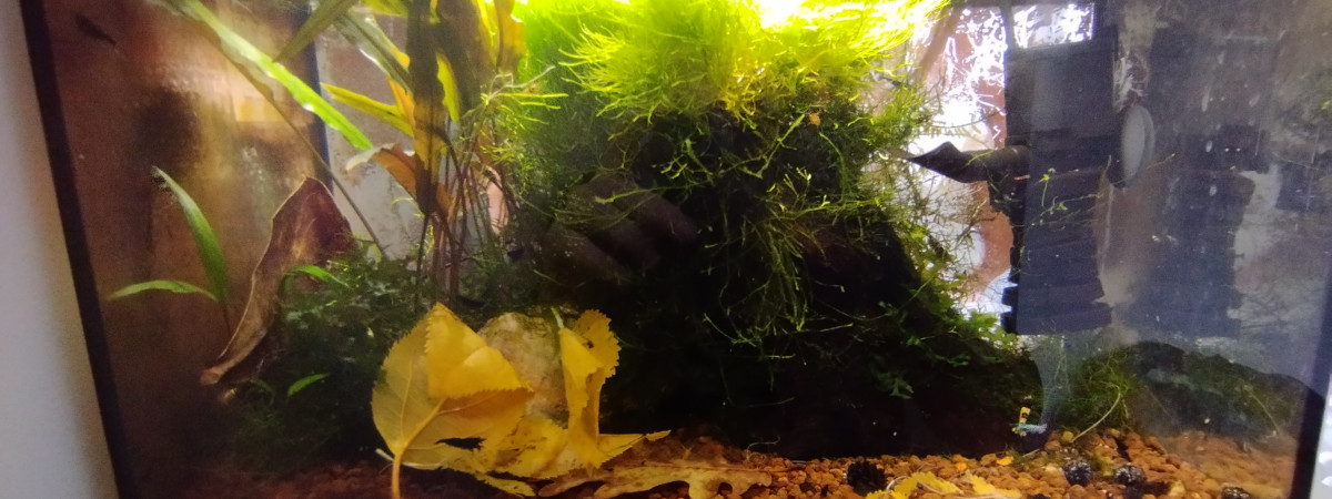 aquarium Bac 4 - Spécifique Taiwan bee mix Black - 20