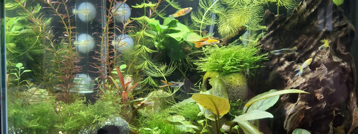 aquarium Petit monde