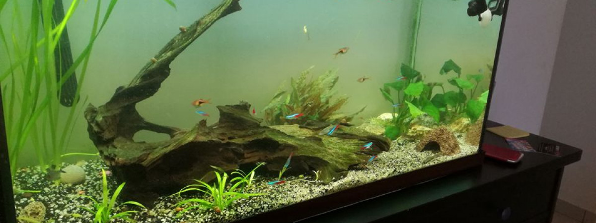 aquarium 180litre