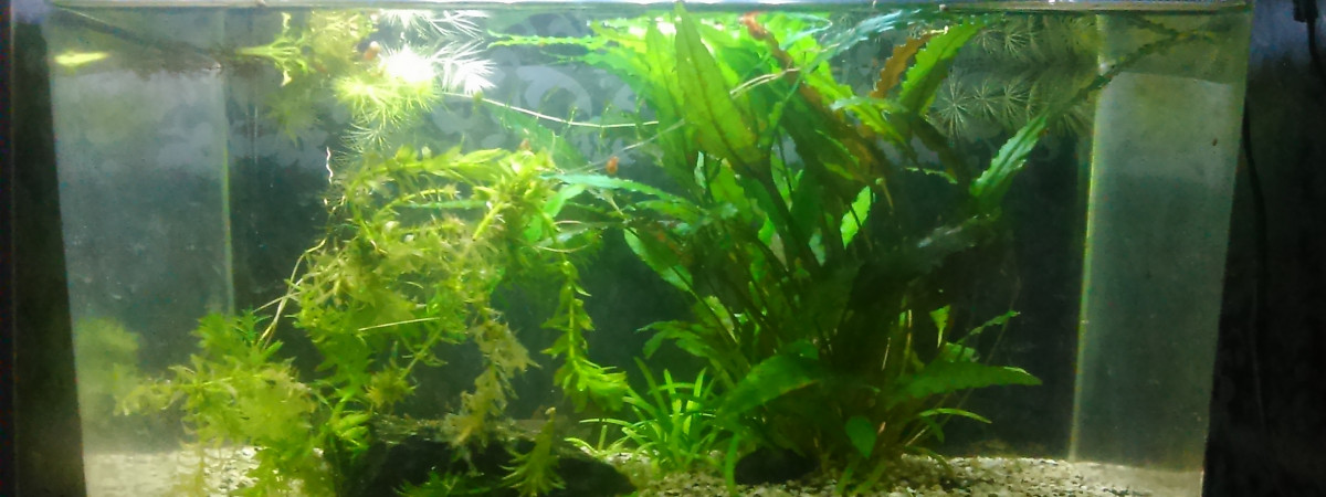 aquarium 10L2
