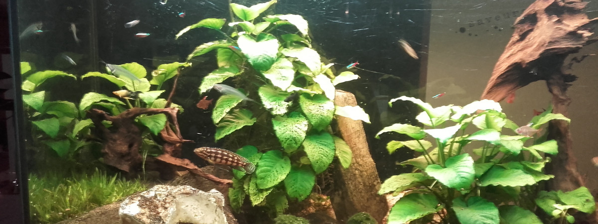 aquarium Le bac a poissons