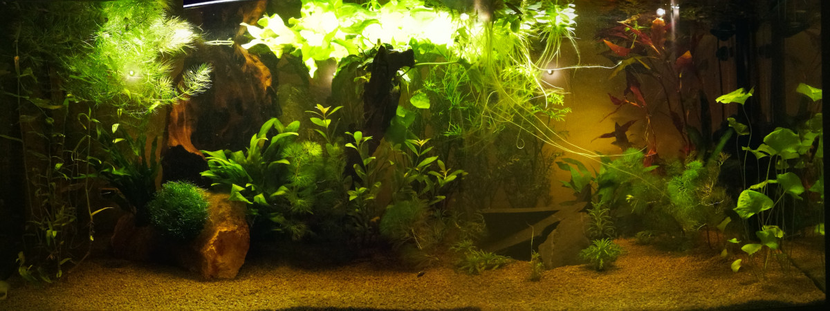 aquarium 120L asiatique