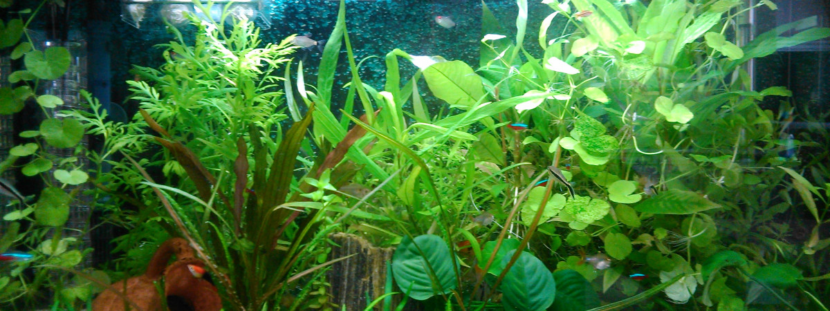 aquarium biotope