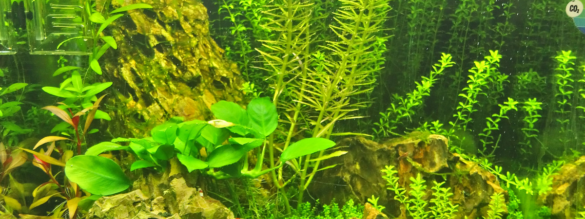 aquarium Nano dennerle