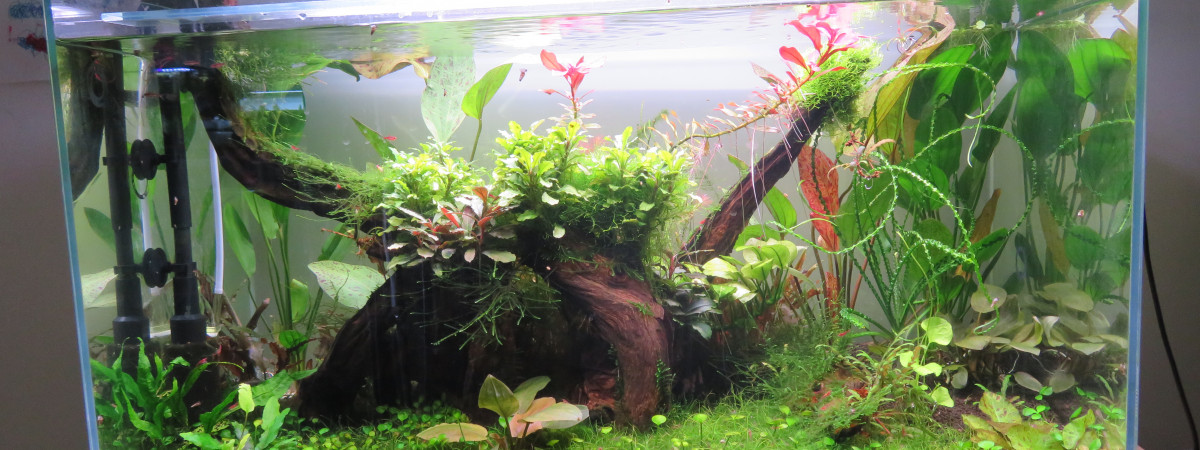 aquarium 100L hollandais à crevette