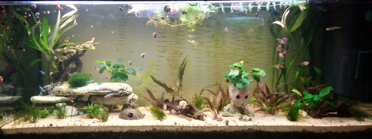 aquarium Bébé Groot