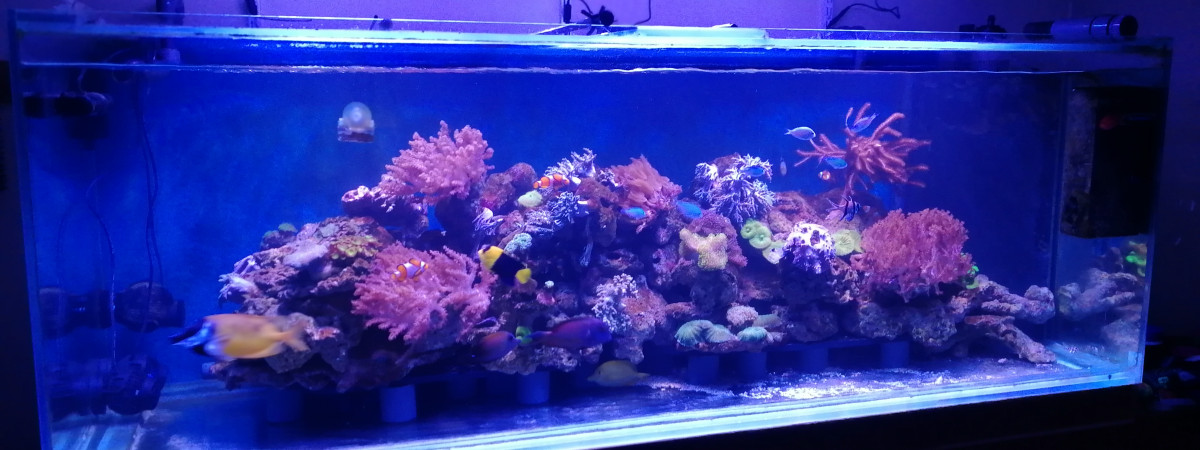 aquarium 1000 L recifal