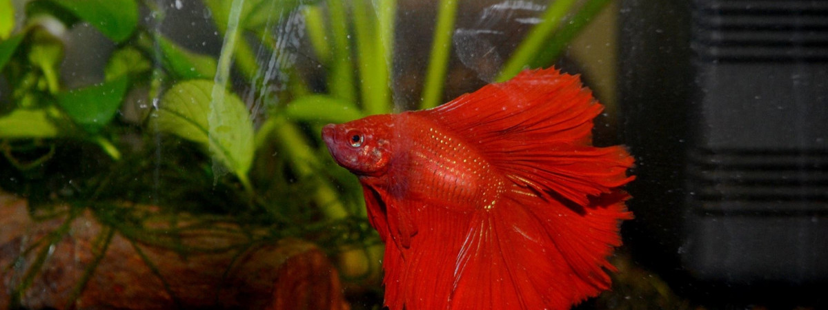 aquarium 20L_BettaRouge