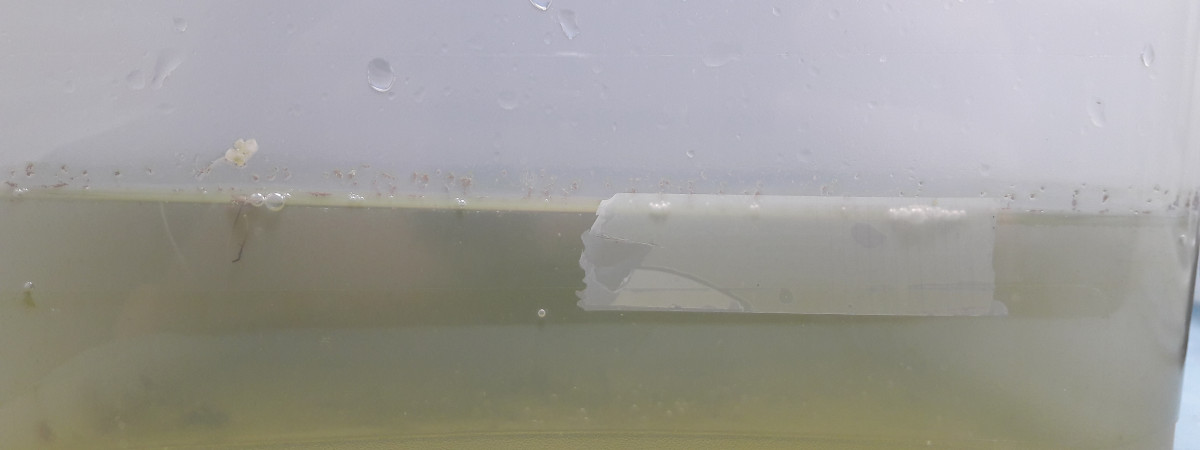 aquarium Bac elevage ecosysteme artemias