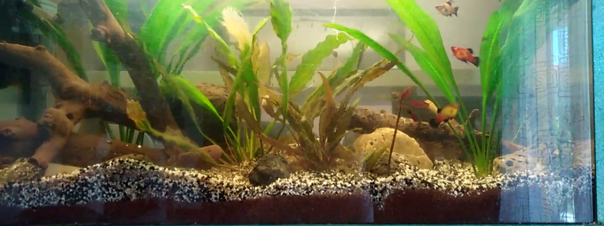 aquarium aquarium  4