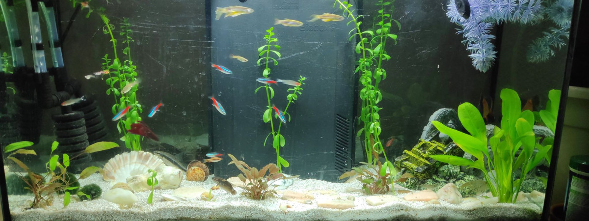 aquarium Grande communauté