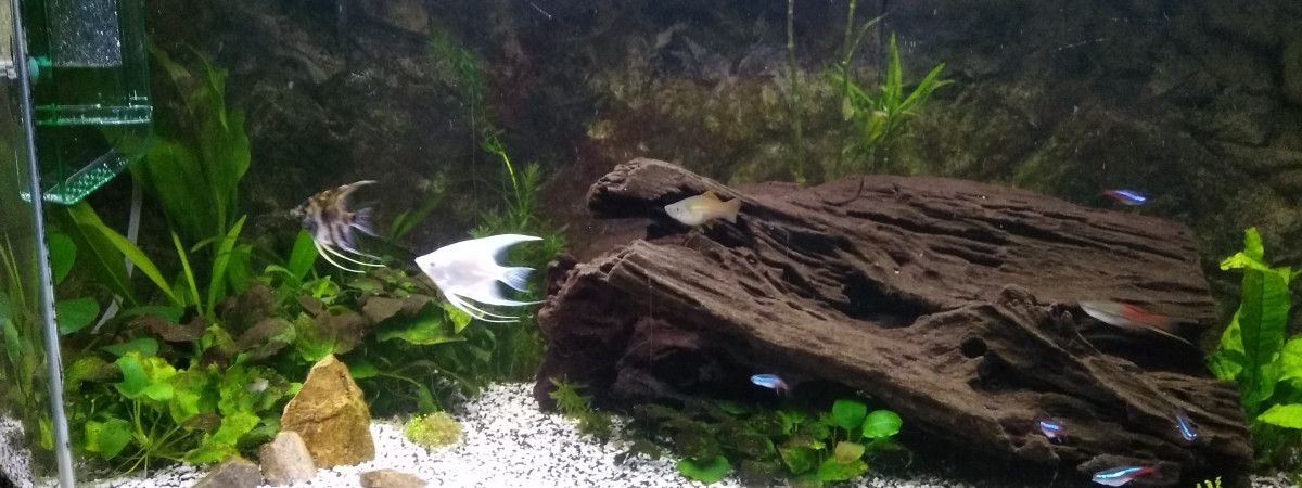 aquarium Aquarium
