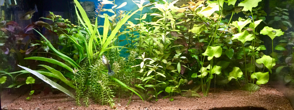 aquarium 54 LITRES DE LA MAISON