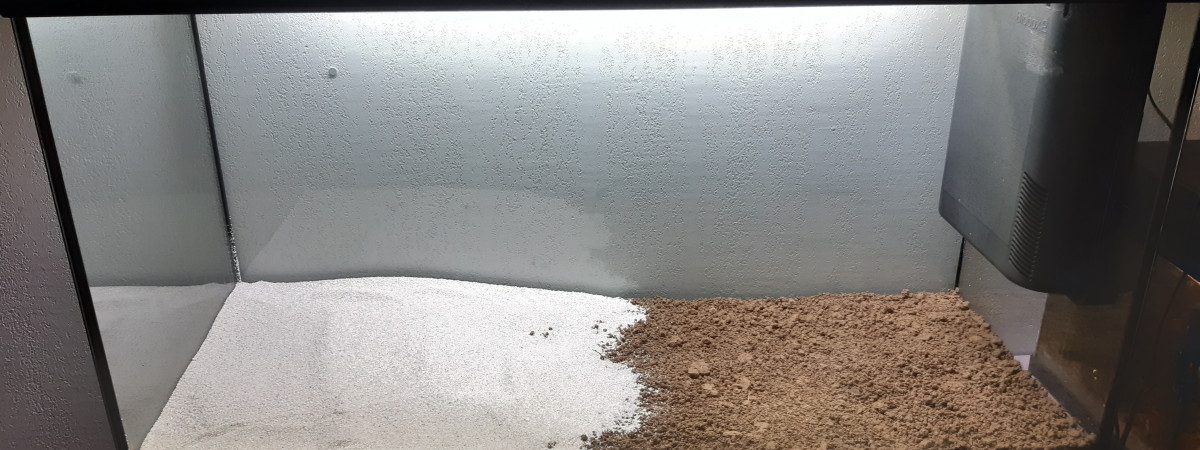 aquarium 60l transferé dans 200l