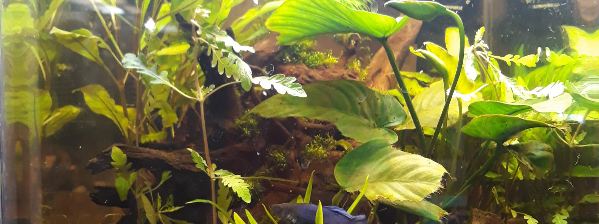 aquarium Barbaresque