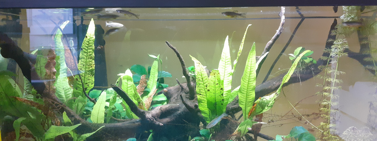 aquarium Bac elevage et reproduction de danio rerio