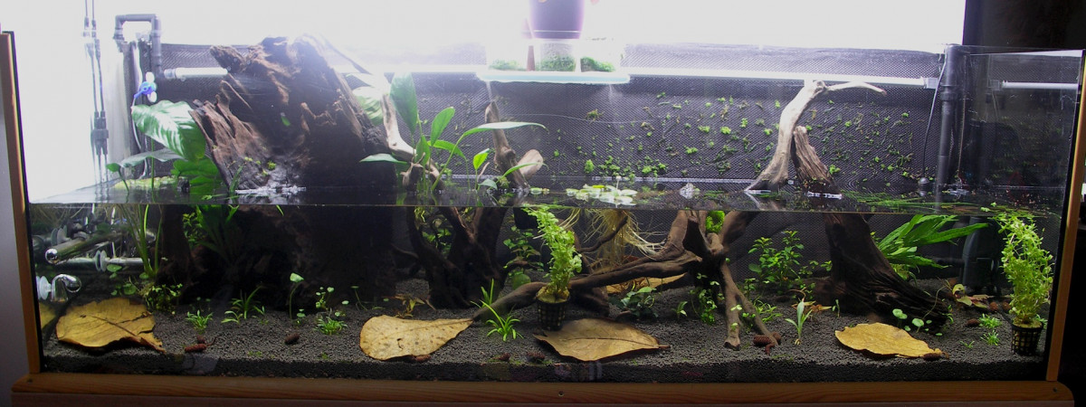 aquarium Roots-Bac