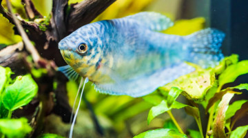 Acheter des poissons tropicaux d'aquarium en ligne