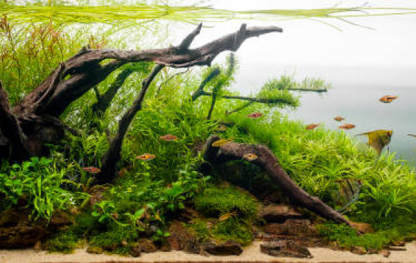 Aquascape collé en pierre ancienne pour nano aquarium -  France