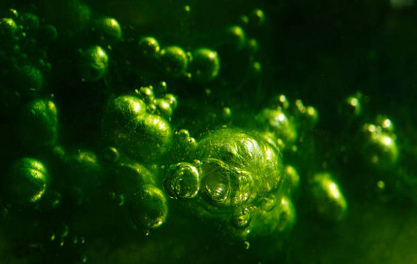 Achat en ligne Anti-algues