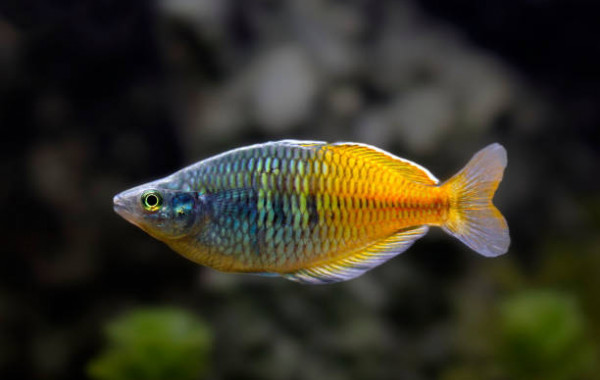 Acheter un poisson tropical pour son aquarium d'eau douce - Achat