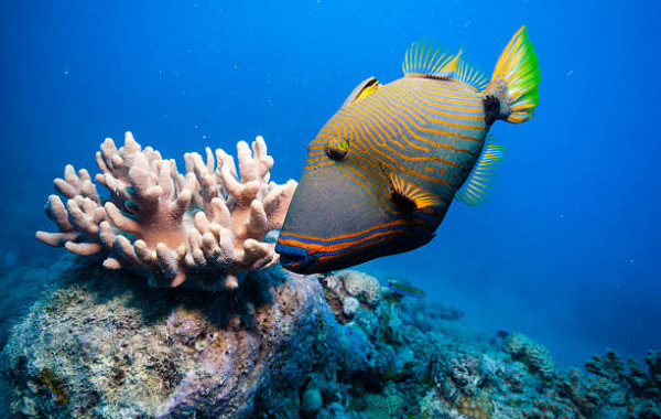 Acheter un poisson tropical pour son aquarium d'eau douce - Achat