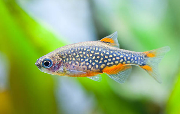 Poisson d'aquarium : quels poissons d'eau douces choisir ?