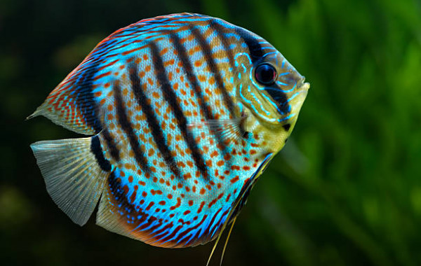 Achat en ligne Discus