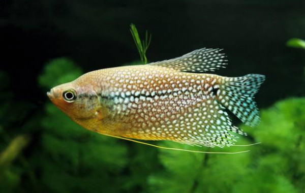 Achat en ligne Gouramis