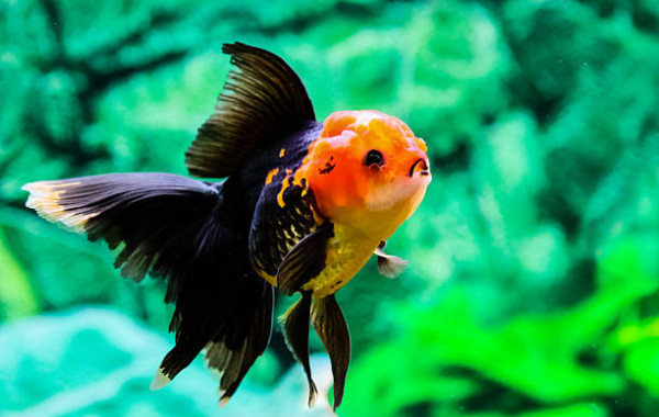 Carpe De Poisson En Aquarium à Vendre Au Supermarché Photo stock