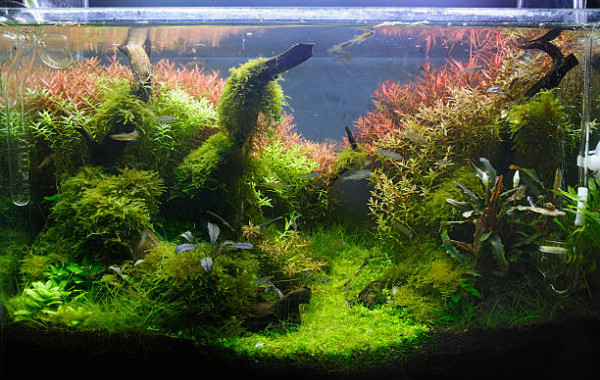 Bulleur aquarium neuf - Sans marque