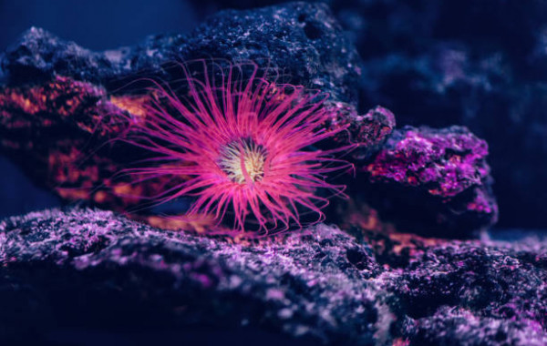 Achat en ligne Santé des coraux